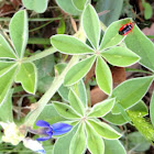 Plant Bug