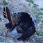 Wild Turkey (Male)