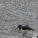 Pied oyster catcher