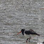 Pied oyster catcher
