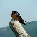 Barn Swallow