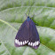Zygaenid Moth