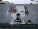Graffiti Dog