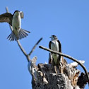 Tree Swallow