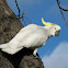 Sulphur crested cockatoo