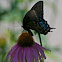 Spicebush Swallowtail