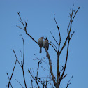Red Whiskered Bulbul
