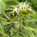Spider