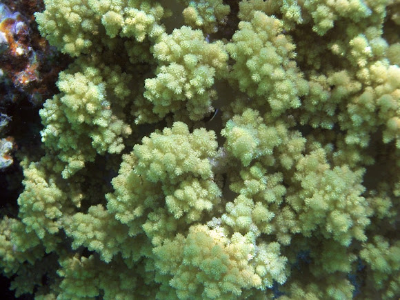 Spotting Image 1