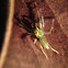 Magnolia Green Jumper