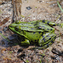Common Frog