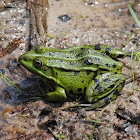 Common Frog