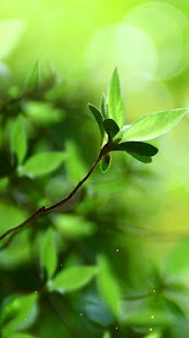 How to get Spring Buds Live Wallpaper lastet apk for android