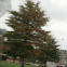 American Elm