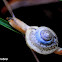 Snail