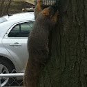 Fox squirrel