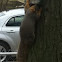 Fox squirrel
