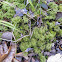 Feather Moss