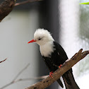 Black Bulbul
