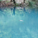 Platypus