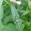 Japanese beetle