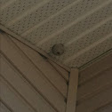 Wasps nest