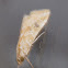 Old World Webworm Moth