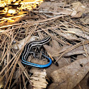 Five-lined Skink