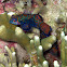 Mandarin fish