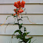 Tiger Lily