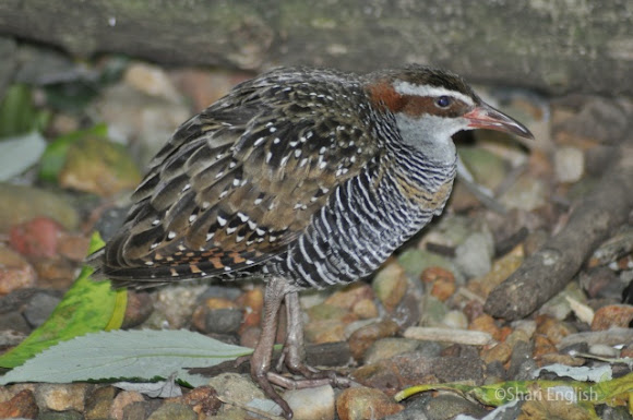 Spotting Image 1