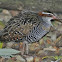Buff-Banded Rail