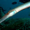 Pacific Trumpetfish