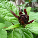Eastern Sweetshrub
