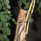 Grasshoper