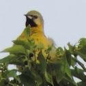Orchard Oriole (immature male)