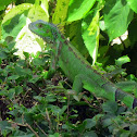 Green Iguana