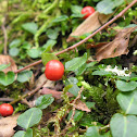 Partridge Berry