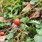 Partridge Berry