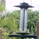 Chestnut-backed Chickadee