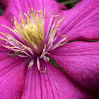 Clematis