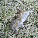 Wood Mouse