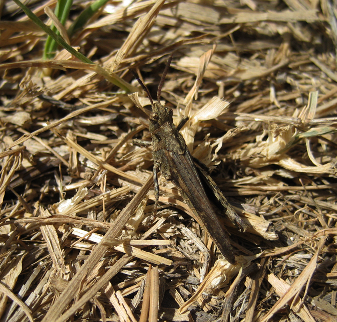 Grasshopper