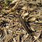 Grasshopper