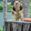 Tree kangaroo