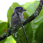White-barred Piculet, Pica-pau anão barrado(Brazil)