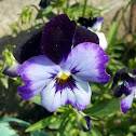 Viola