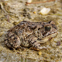 Fowler's Toad