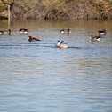Canadian Geese
