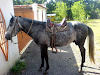 Vendo Caballo Moro